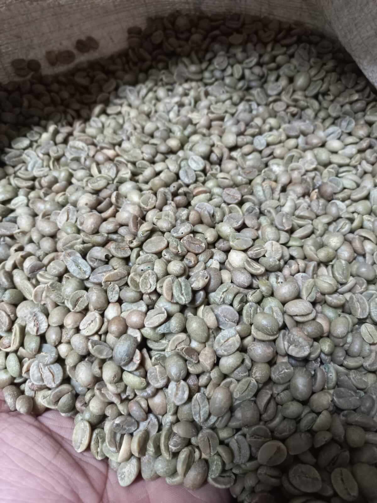 Freshly Roasted Coffee Beans